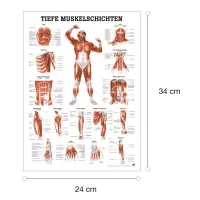 "Muskelsystem des Menschen" von verschiedenen Körpersequenzen Tiefe Muskelschichten - Vorderansicht | Mini-Poster 24 x 34 cm | unlaminiert