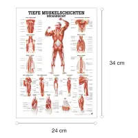 "Muskelsystem des Menschen" von verschiedenen Körpersequenzen Tiefe Muskelschichten - Rückansicht | Mini-Poster 24 x 34 cm | laminiert