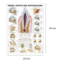 Zähne, Kiefer u. Kiefergelenk Mini-Poster 24 x 34 cm | laminiert