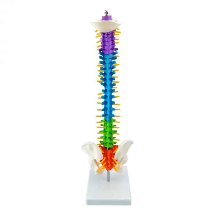 Mini Wirbelsäule coloriert