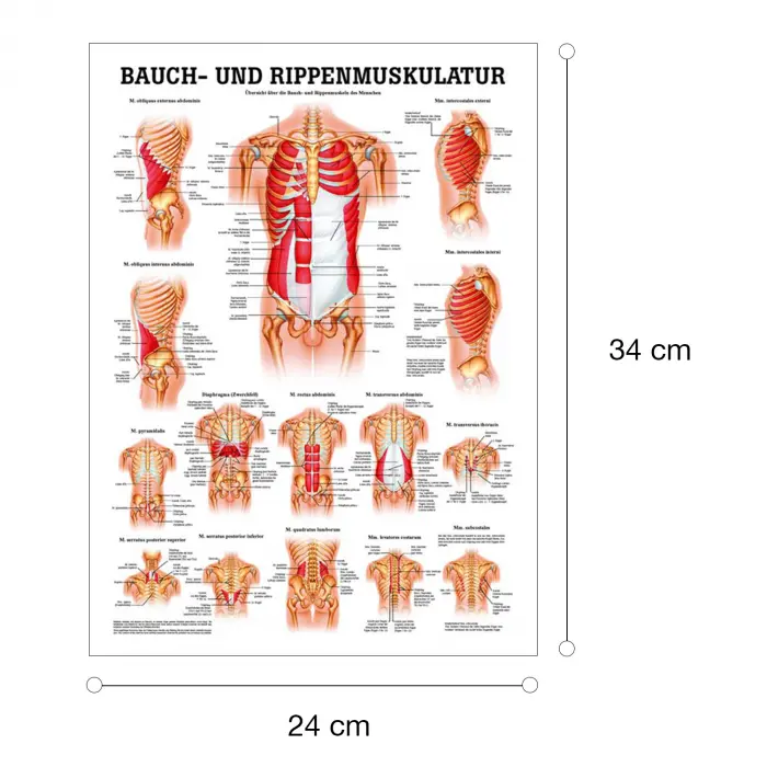 "Muskelsystem des Menschen" von verschiedenen Körpersequenzen Die Bauch- u. Rippenmuskulatur | Mini-Poster 24 x 34 cm | unlaminiert