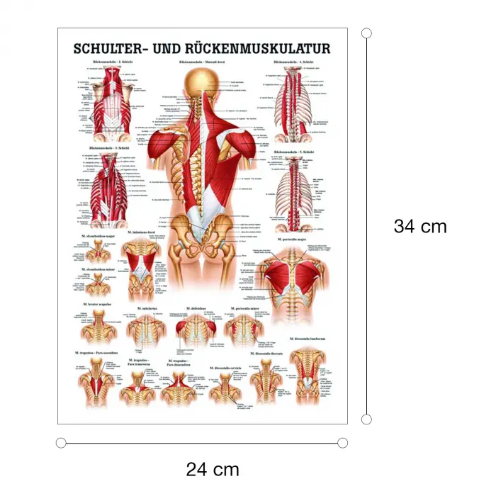 "Muskelsystem des Menschen" von verschiedenen Körpersequenzen Schulter- u. Rückenmuskulatur | Mini-Poster 24 x 34 cm | unlaminiert
