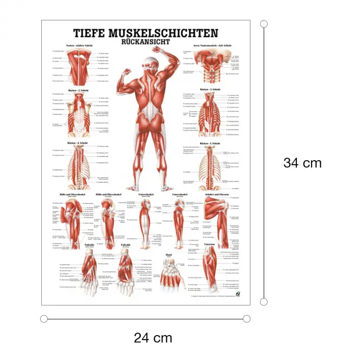 "Muskelsystem des Menschen" von verschiedenen Körpersequenzen Tiefe Muskelschichten - Rückansicht | Mini-Poster 24 x 34 cm | unlaminiert