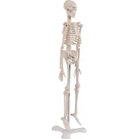 Mini-Skelett, 45cm