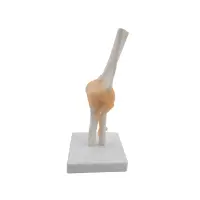 Anatomisches Ellenbogen-Modell