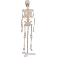 Mini-Skelett, 45cm