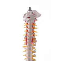 Flexible Wirbelsäule mit Becken