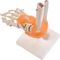 Anatomisches Fuß-Modell mit Bändern