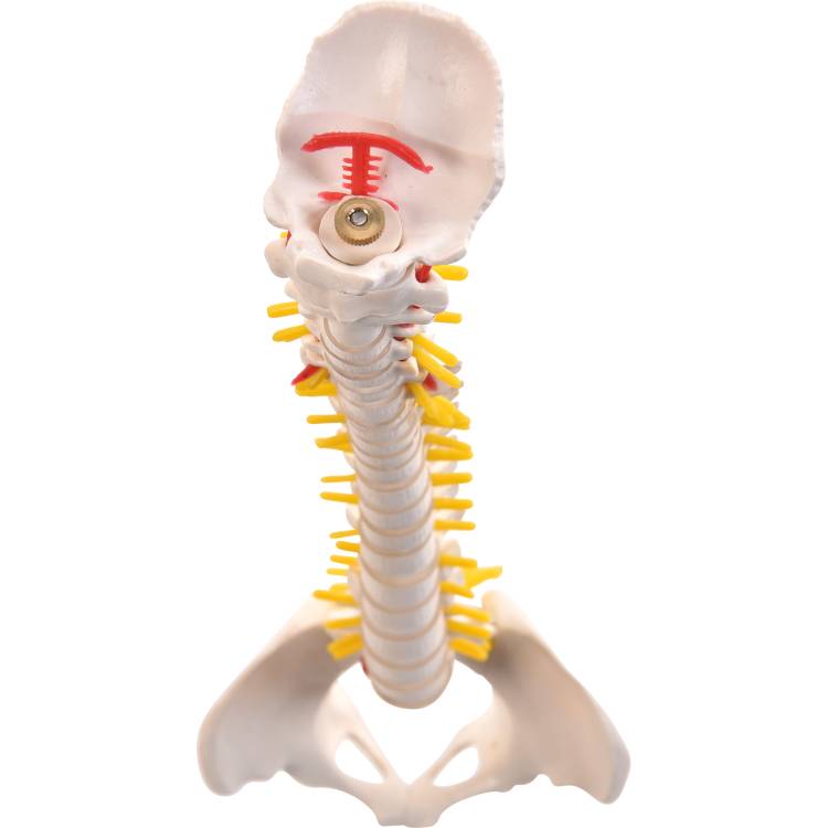 MagiDeal Minified Human 5 Lendenwirbelsäule & Becken Anatomisches Modell 