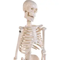 Mini-Skelett, 45cm