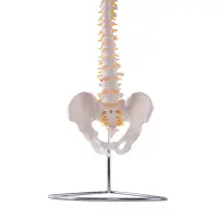 Flexible Wirbelsäule mit Becken