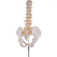 Flexible Wirbelsäule mit Becken