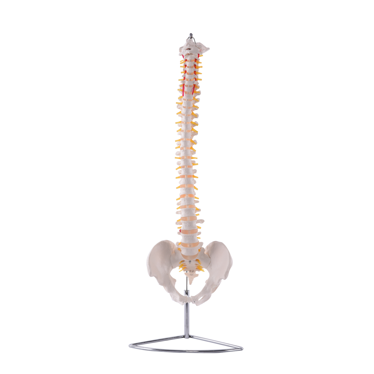 Mini 49cm hohe anatomische menschliche Wirbelsäule mit Becken und 