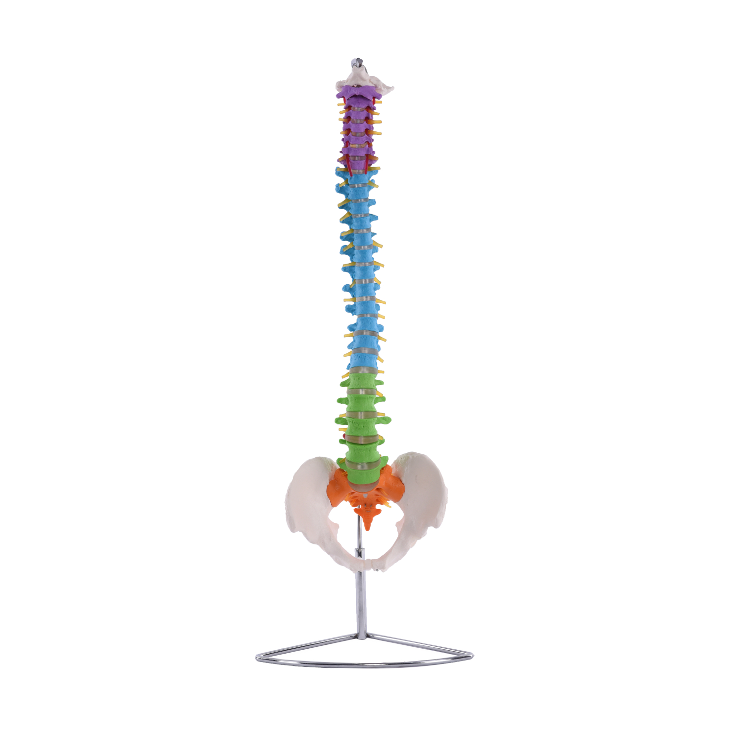 Flexible Wirbelsäule mit Becken, coloriert 