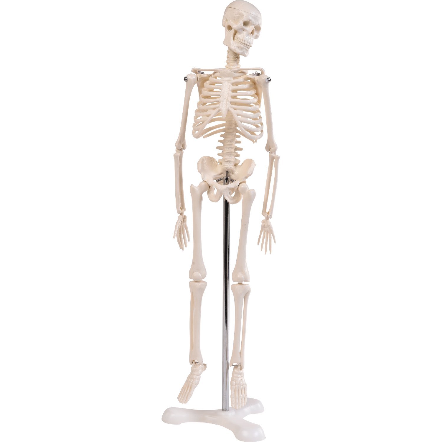 Mini-Skelett, 45cm 