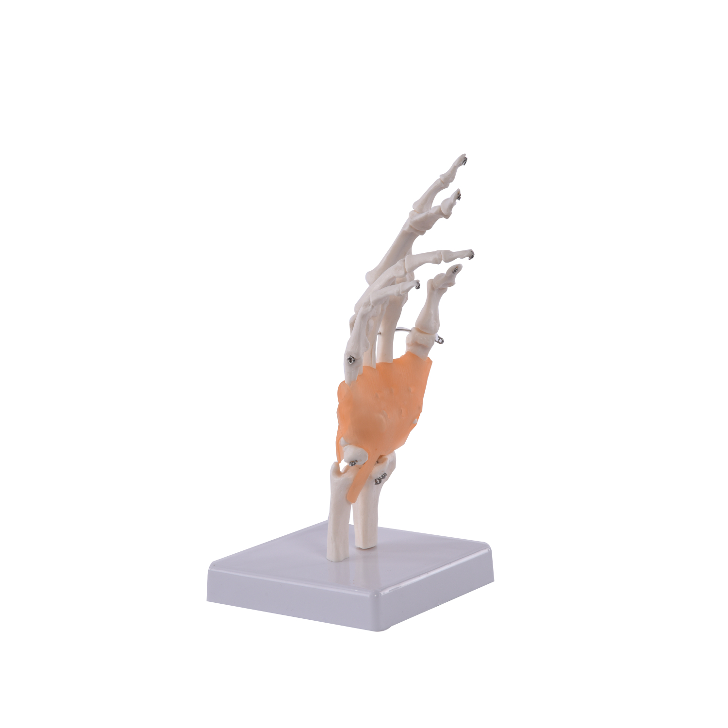 Anatomisches Hand-Modell 
