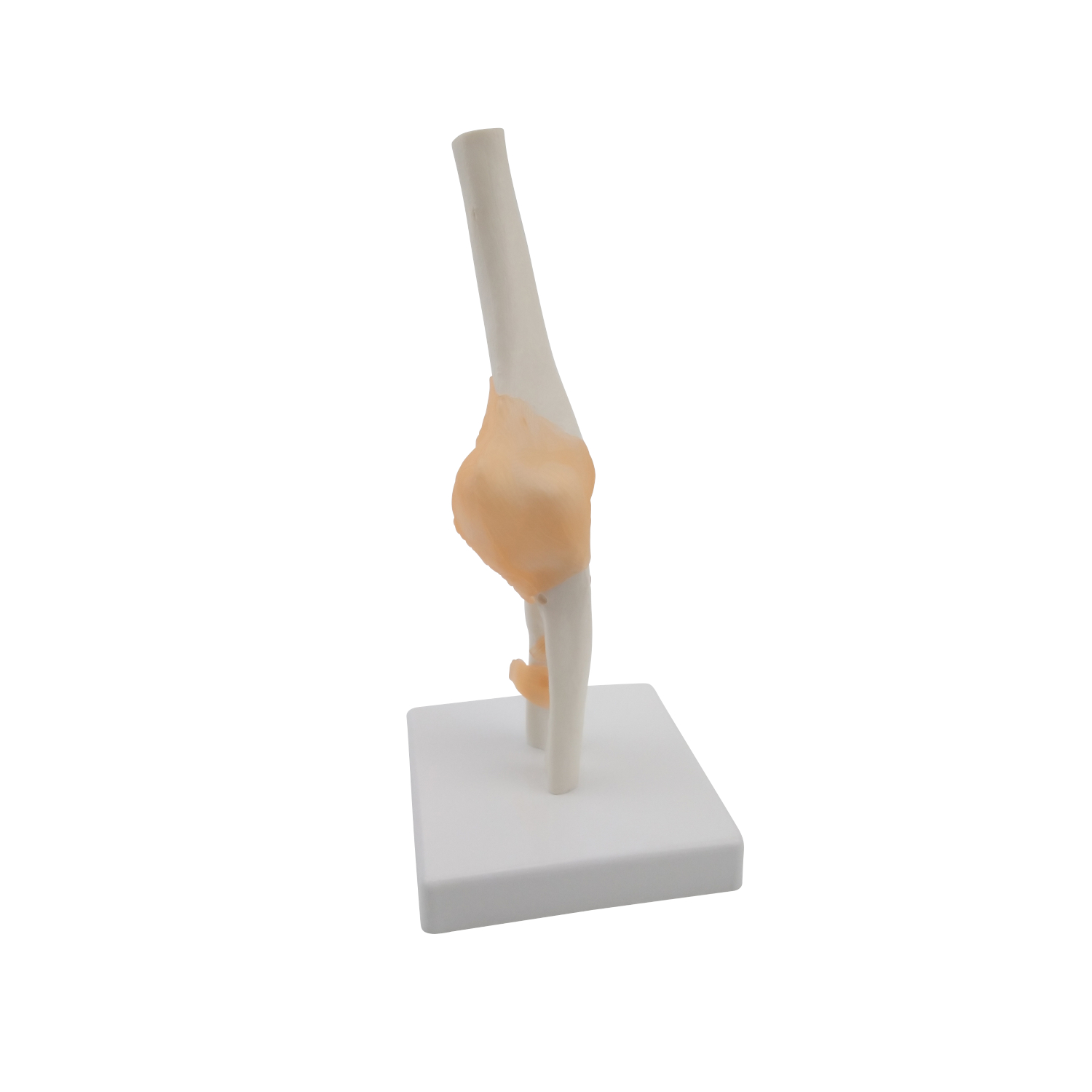 Anatomisches Ellenbogen-Modell 