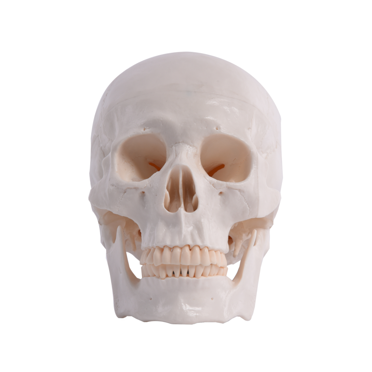 Anatomischer Menschlicher Schädel 