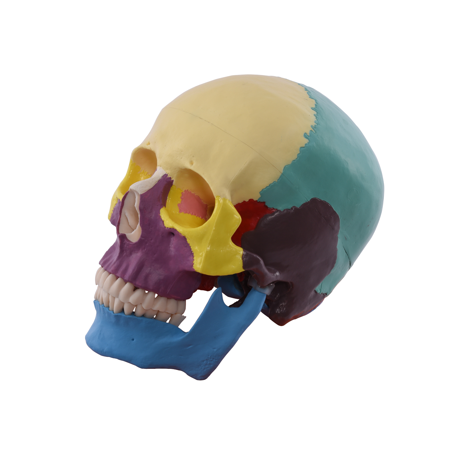 Anatomischer menschlicher Schädel, farbig 