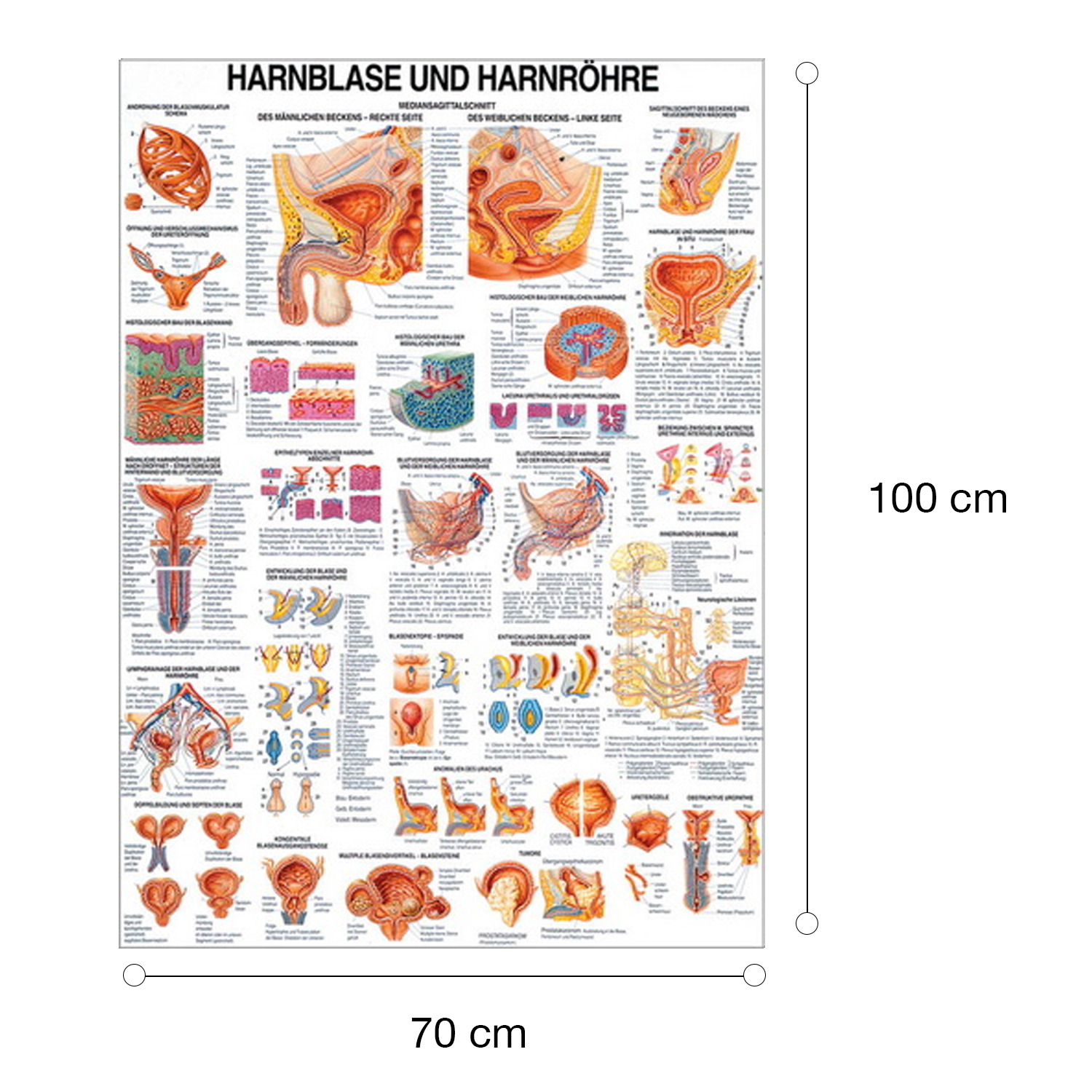 Lehrtafel "Niere u. Harnleiter", "Harnblase u. Harnröhre" Harnblase u. Harnröhre | Lehrtafel 70 x 100 cm | laminiert