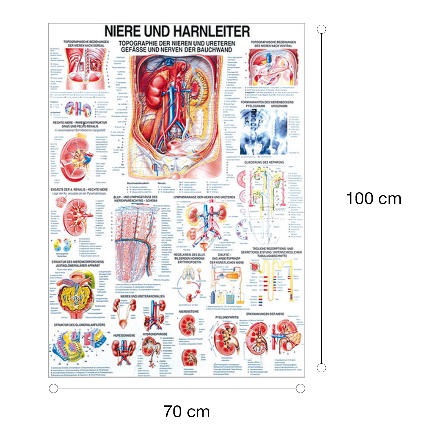 Lehrtafel "Niere u. Harnleiter", "Harnblase u. Harnröhre" Niere u. Harnleiter | Lehrtafel 70 x 100 cm | laminiert