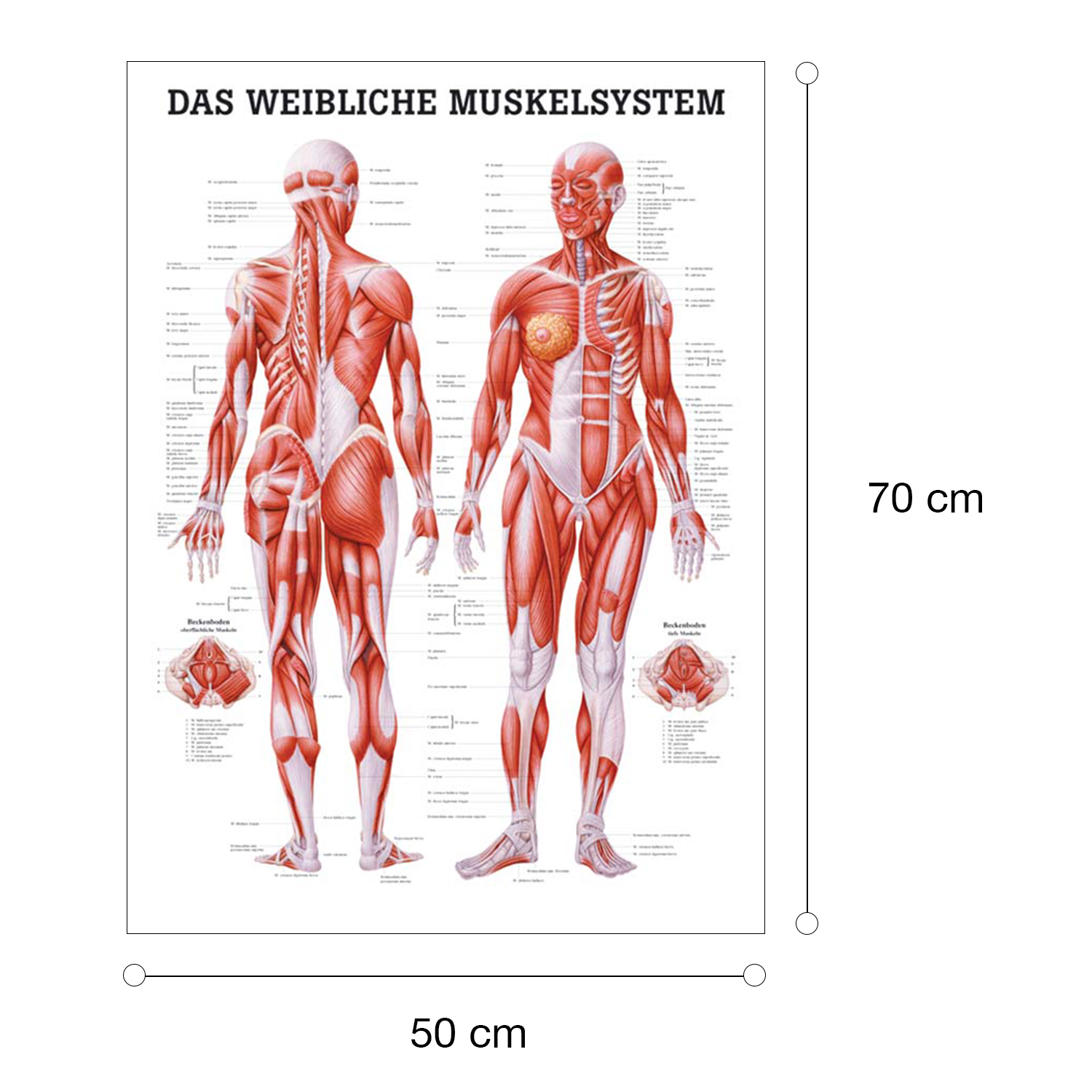 "Muskelsystem des Menschen" von verschiedenen Körpersequenzen Das weibliche Muskelsystem | Poster 50 x 70 cm | unlaminiert