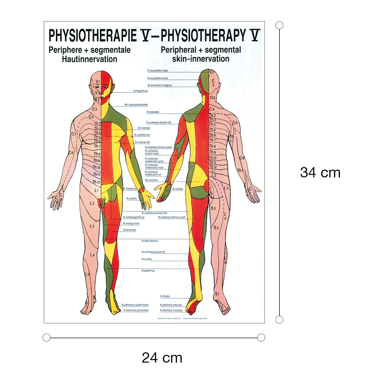 "Physiotherapie I-IX" Physiotherapie V-Hautinnervation | Mini-Poster 24 x 34 cm | unlaminiert