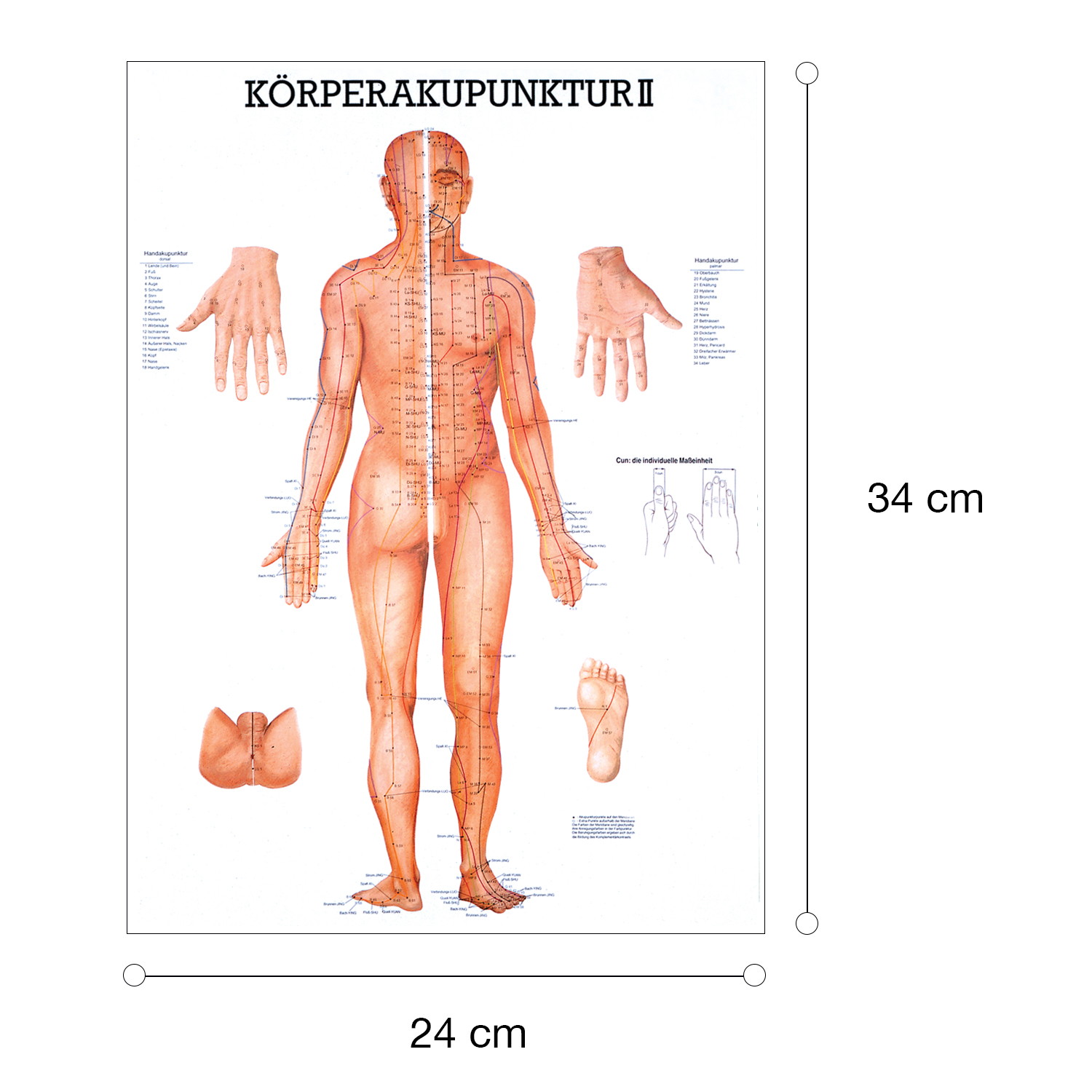 Miniposter "Körperakupunktur" Körperakupunktur II | Mini-Poster 24 x 34 cm | laminiert
