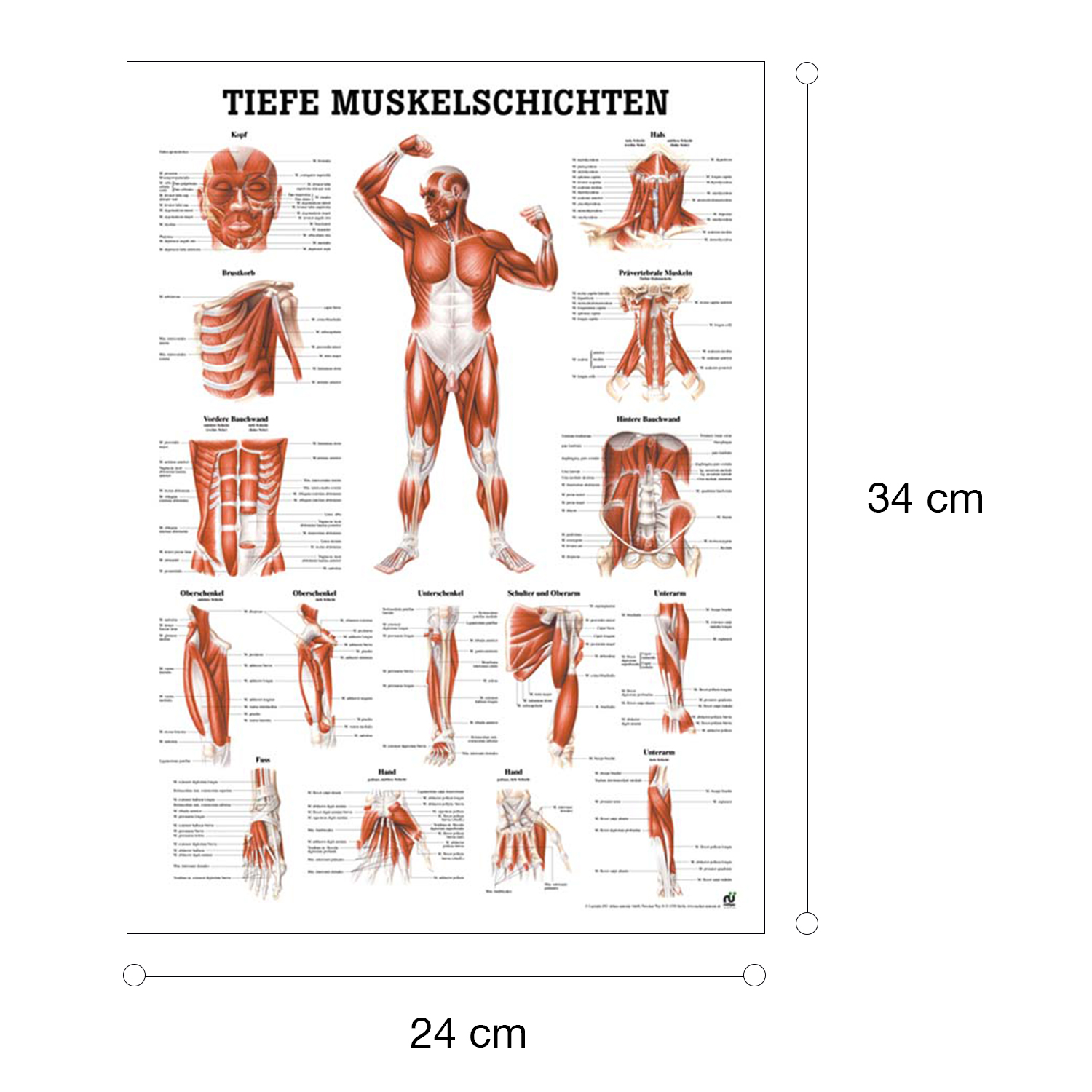 "Muskelsystem des Menschen" von verschiedenen Körpersequenzen Tiefe Muskelschichten - Vorderansicht | Mini-Poster 24 x 34 cm | unlaminiert