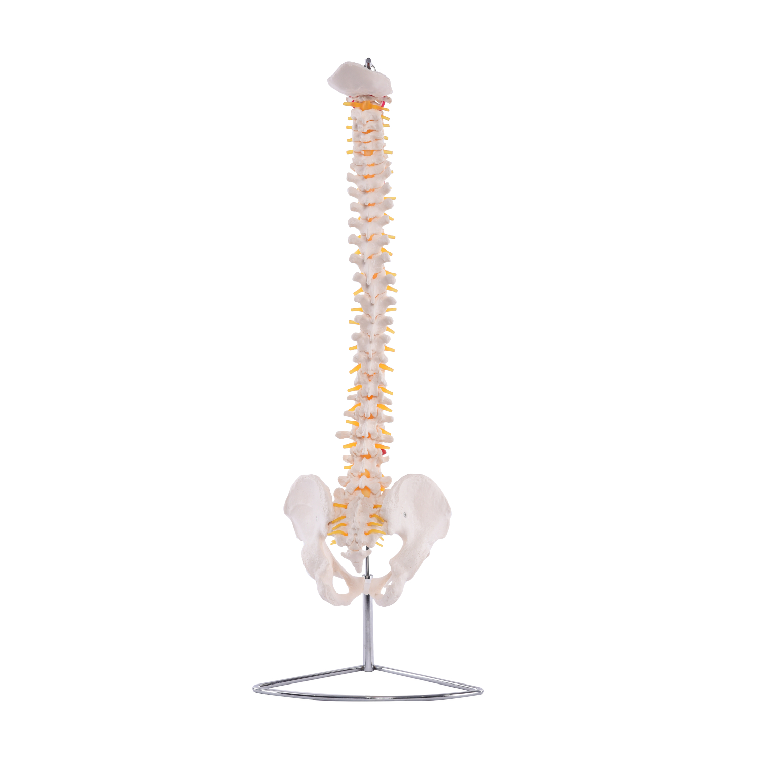 Flexible Wirbelsäule mit Becken 