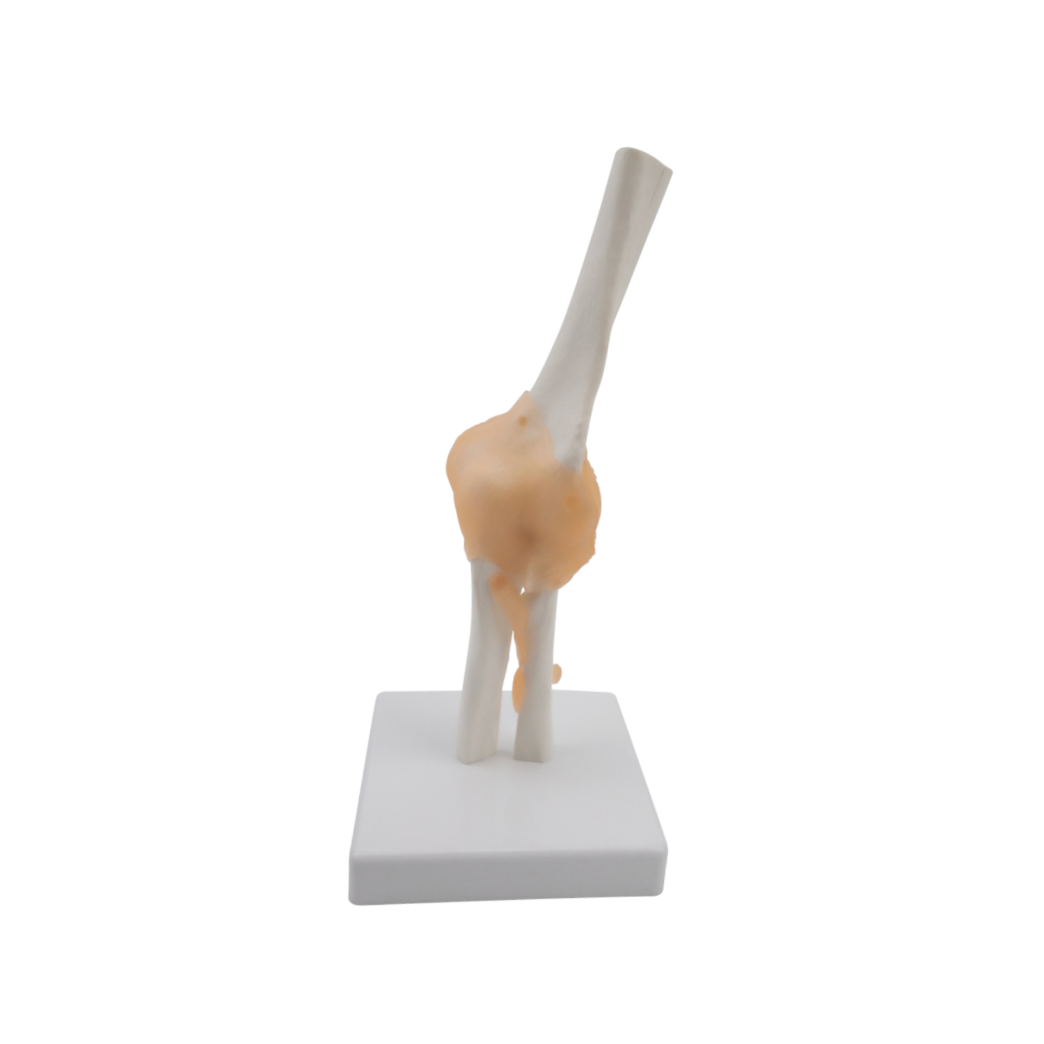 Anatomisches Ellenbogen-Modell 
