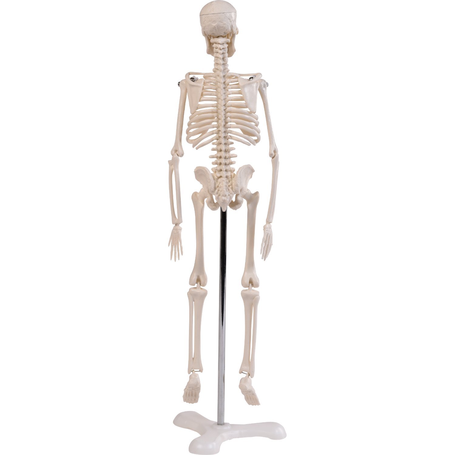 Mini-Skelett, 45cm 