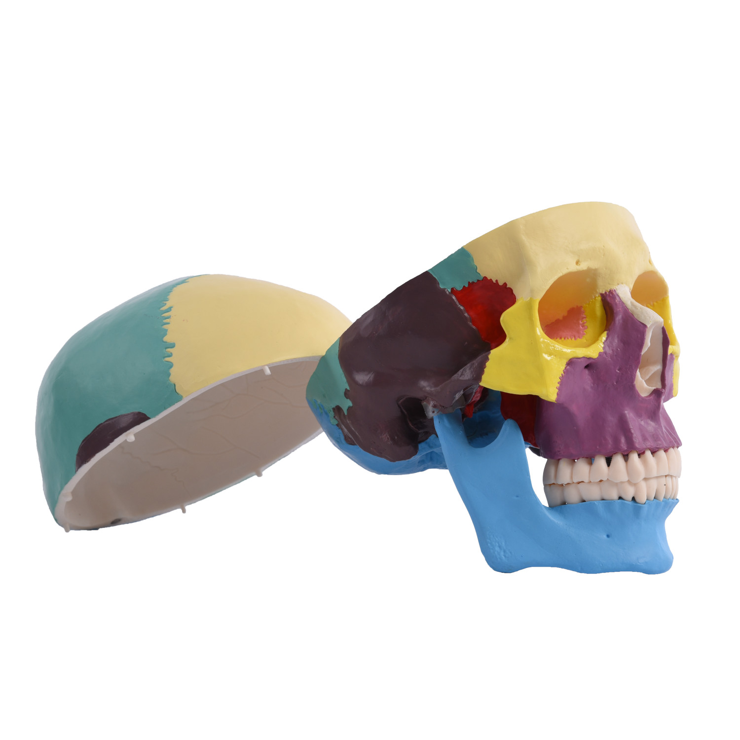 Anatomischer menschlicher Schädel, farbig 