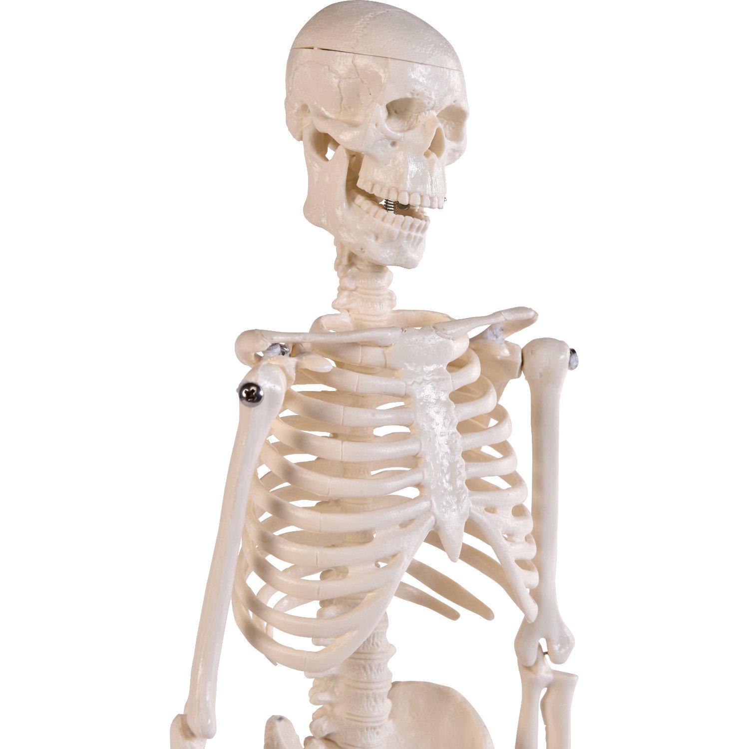 Mini-Skelett, 45cm 