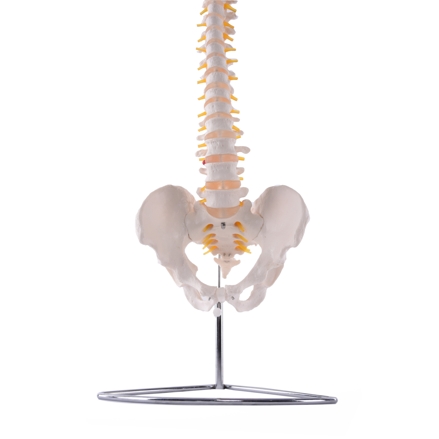 Flexible Wirbelsäule mit Becken 