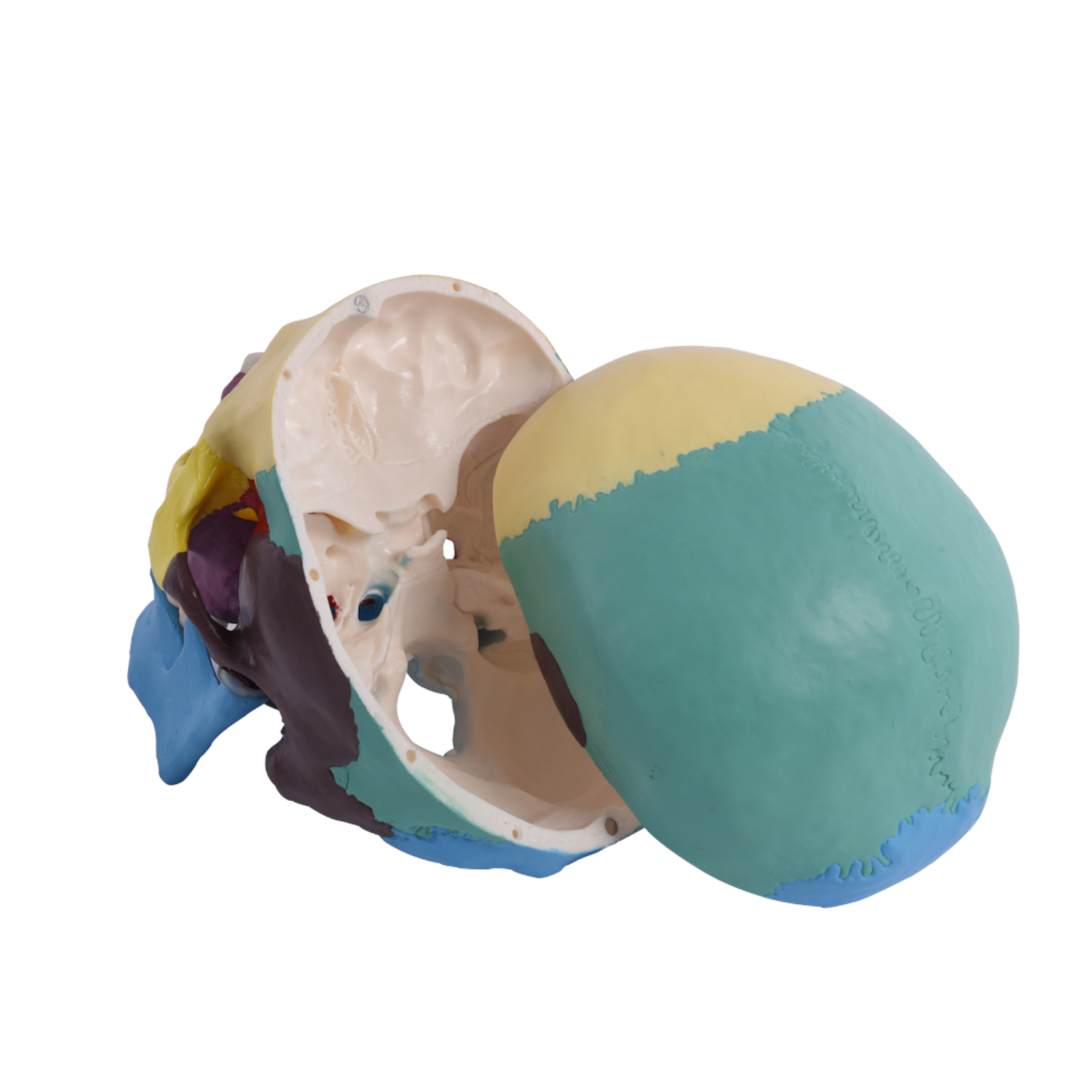 Anatomischer menschlicher Schädel, farbig 