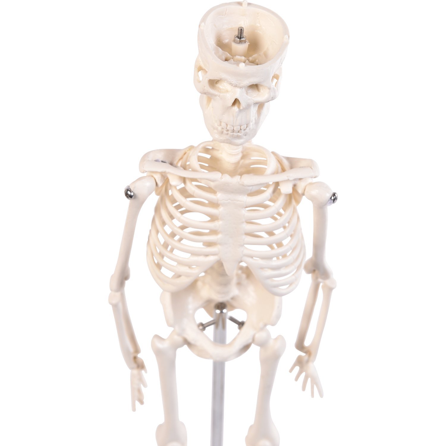 Mini-Skelett, 45cm 